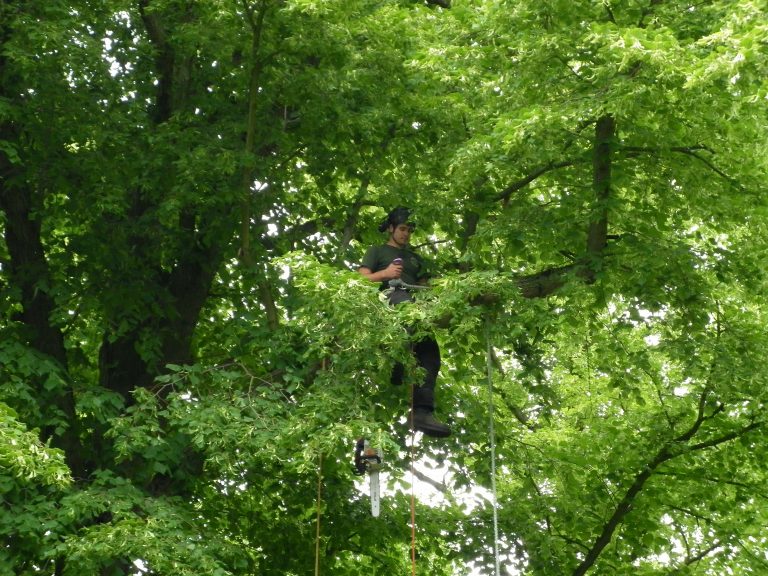 Tree maintenance work